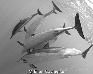 "White belly blues"

Spinner dolphins in milky water, K... by Ellen Cuylaerts 